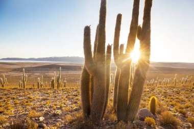 Şili, Altiplano 'da büyük bir kaktüs ormanı. Alışılmadık doğal manzara terk edilmiş güneş enerjisi Güney Amerika 'da seyahat ediyor.
