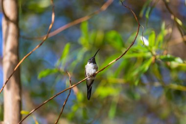 Colorful Hummingbird in Chile, South America clipart