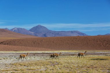 Güney Amerika, Peru 'daki buzulda vahşi zaferler.