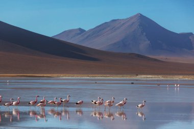 Bolivya Altiplano Gölü 'nde flamingo. Vahşi doğa.