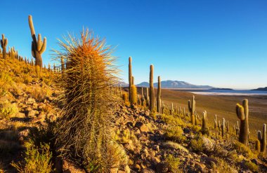 Şili, Altiplano 'daki dev kaktüs ormanı Kuzey Şili, Atacama bölgesi, Güney Amerika' daki gerçeküstü doğal manzaralar.