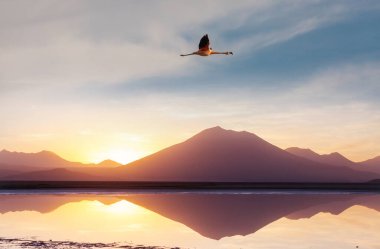Flamingolar Altiplano, Güney Amerika 'da uçuyor
