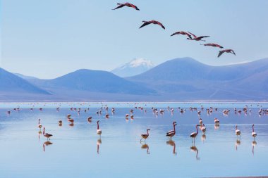 Flamingolar Altiplano, Güney Amerika 'da uçuyor