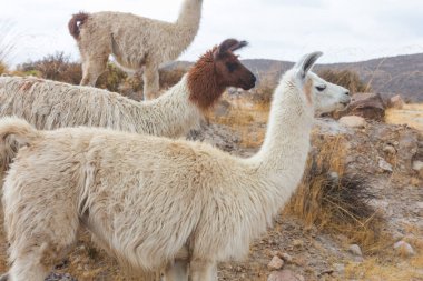 Güney Amerika, Peru 'da çayırdaki lama