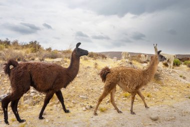 Güney Amerika, Peru 'da çayırdaki lama