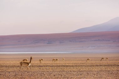 Altiplano, Kuzey Şili, Güney Amerika 'da vahşi vicunalar.