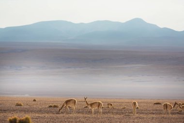 Kuzey Şili, Güney Amerika 'daki Altiplano' da vahşi vicunalar