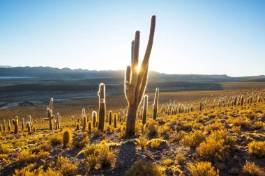 Şili, Altiplano 'daki dev kaktüs ormanı Kuzey Şili, Atacama bölgesi, Güney Amerika' daki gerçeküstü doğal manzaralar.