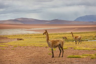 Kuzey Şili, Güney Amerika 'daki Altiplano' da vahşi vicunalar