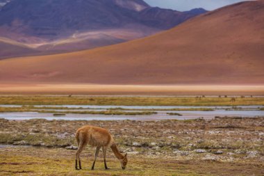 Kuzey Şili, Güney Amerika 'daki Altiplano' da vahşi vicunalar