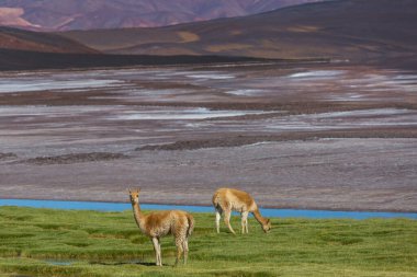Kuzey Şili, Güney Amerika 'daki Altiplano' da vahşi vicunalar