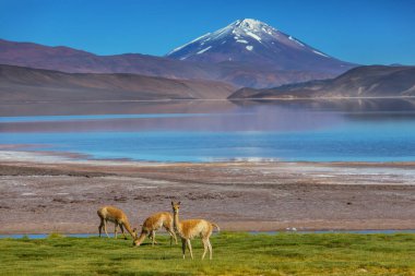 Kuzey Şili, Güney Amerika 'daki Altiplano' da vahşi vicunalar