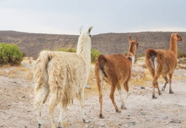 Güney Amerika, Peru 'da çayırdaki lama