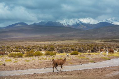 Güney Amerika, Peru 'da çayırdaki lama