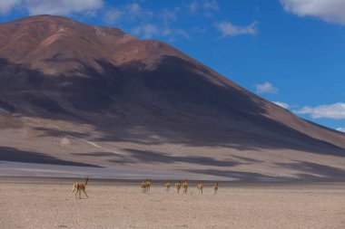 Kuzey Şili, Güney Amerika 'daki Altiplano' da vahşi vicunalar