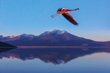 Flamingolar Altiplano, Güney Amerika 'da uçuyor