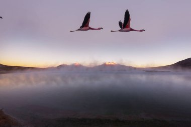 Flamingolar Altiplano, Güney Amerika 'da uçuyor