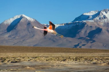 Flamingolar Altiplano, Güney Amerika 'da uçuyor