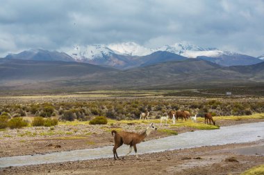Güney Amerika, Peru 'da çayırdaki lama