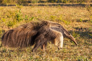 Brezilya Pantanal, Güney Amerika 'da karınca yiyen