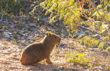 Pantanal, Brezilya, Güney Amerika 'da Capybara