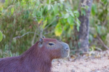 Pantanal, Brezilya, Güney Amerika 'da Capybara