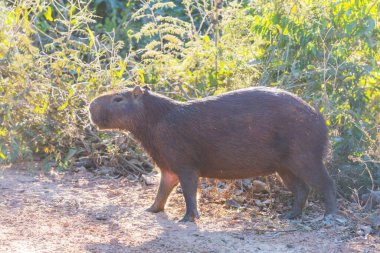 Pantanal, Brezilya, Güney Amerika 'da Capybara
