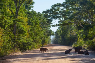 Pantanal, Brezilya, Güney Amerika 'da Capybara