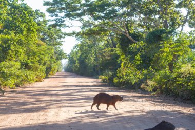 Pantanal, Brezilya, Güney Amerika 'da Capybara