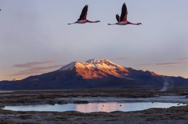 Flamingolar Altiplano, Güney Amerika 'da uçuyor