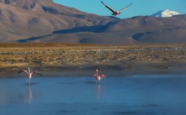 Flamingolar Altiplano, Güney Amerika 'da uçuyor