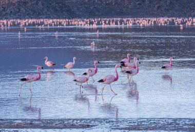 Flamingolar Altiplano, Güney Amerika 'da uçuyor