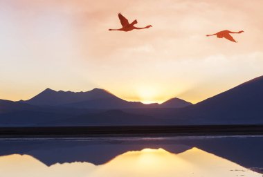 Flamingolar Altiplano, Güney Amerika 'da uçuyor