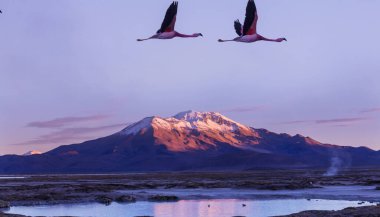 Flamingolar Altiplano, Güney Amerika 'da uçuyor