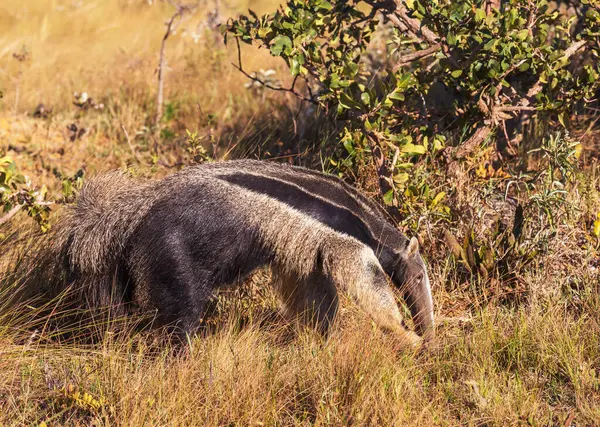 Brezilya Pantanal, Güney Amerika 'da karınca yiyen