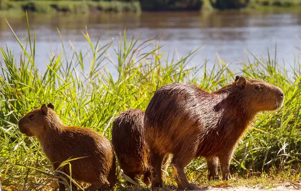 Pantanal, Brezilya, Güney Amerika 'da Capybara