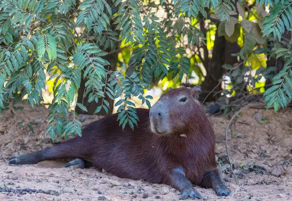 Pantanal, Brezilya, Güney Amerika 'da Capybara