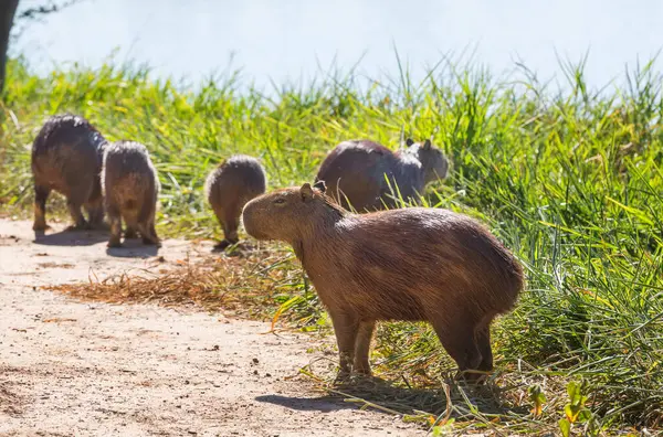 Pantanal, Brezilya, Güney Amerika 'da Capybara