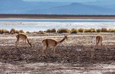 Kuzey Şili, Güney Amerika 'daki Altiplano' da vahşi vicunalar