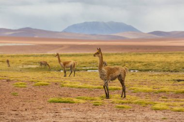 Kuzey Şili, Güney Amerika 'daki Altiplano' da vahşi vicunalar