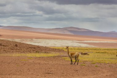 Kuzey Şili, Güney Amerika 'daki Altiplano' da vahşi vicunalar