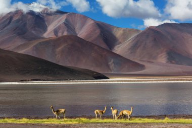 Kuzey Şili, Güney Amerika 'daki Altiplano' da vahşi vicunalar