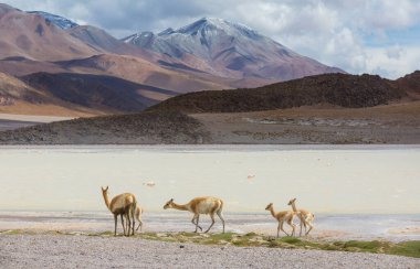 Kuzey Şili, Güney Amerika 'daki Altiplano' da vahşi vicunalar