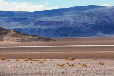 Kuzey Şili, Güney Amerika 'daki Altiplano' da vahşi vicunalar