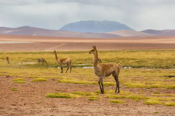 Kuzey Şili, Güney Amerika 'daki Altiplano' da vahşi vicunalar