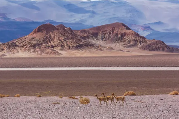 Kuzey Şili, Güney Amerika 'daki Altiplano' da vahşi vicunalar
