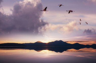 Flamingolar Altiplano, Güney Amerika 'da uçuyor