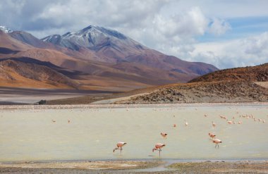 Flamingolar Altiplano, Güney Amerika 'da uçuyor
