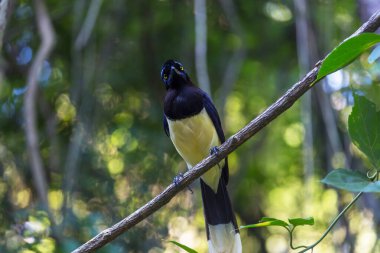 Güzel Jay masada oturuyor.