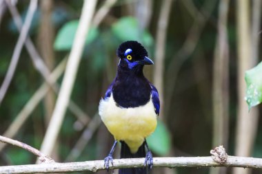 Güzel Jay masada oturuyor.